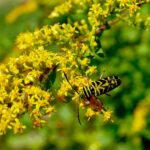 Goldenrod